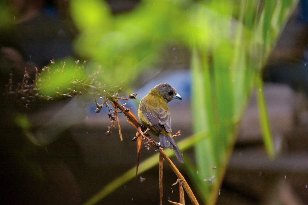 Foto de Caño Negro (Alajuela), Costa Rica