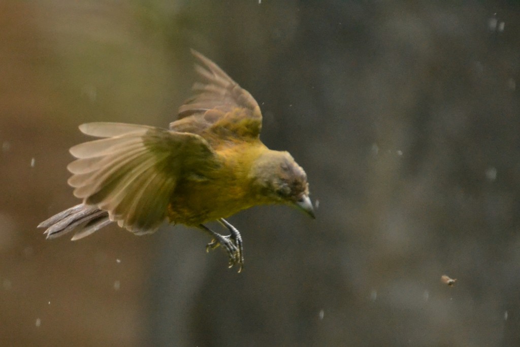 Foto de Caño Negro (Alajuela), Costa Rica