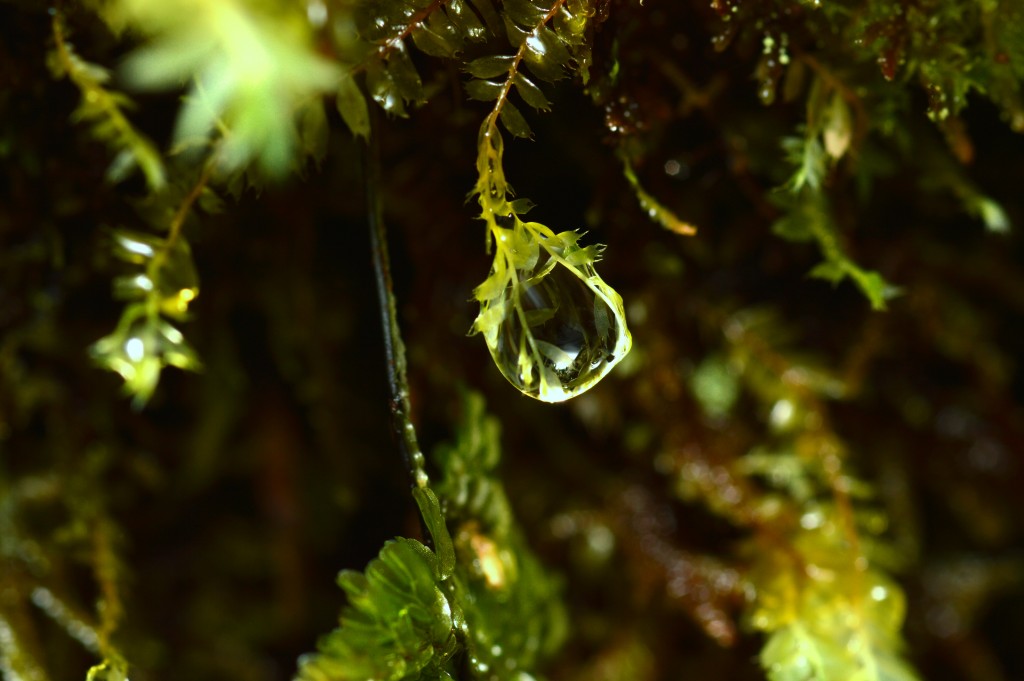 Foto de Caño Negro (Alajuela), Costa Rica