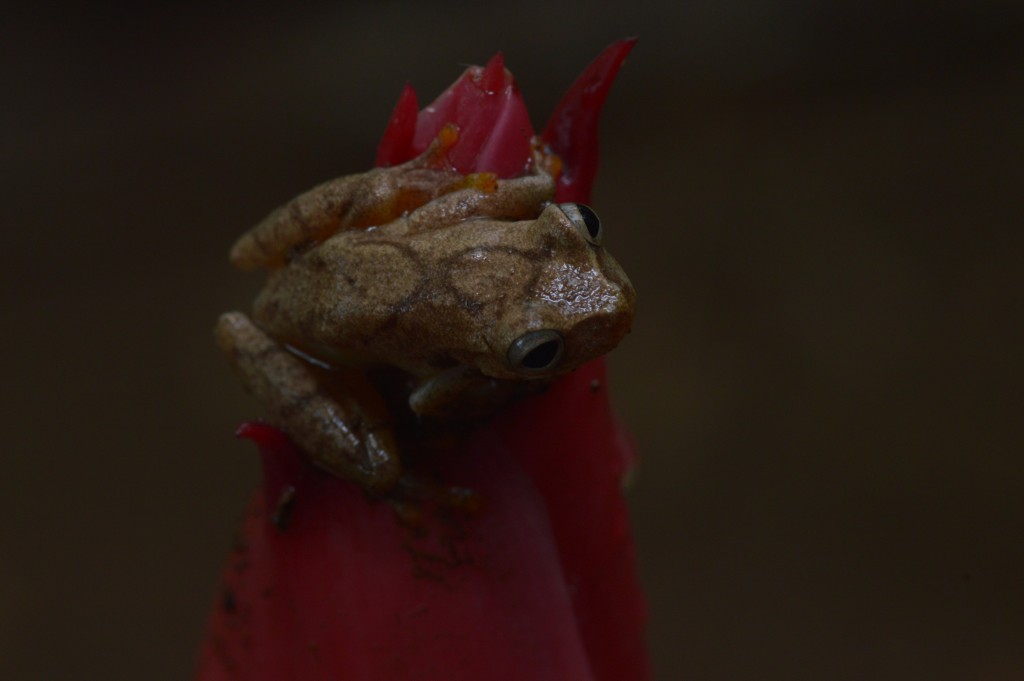Foto de Sarapiqui (Heredia), Costa Rica