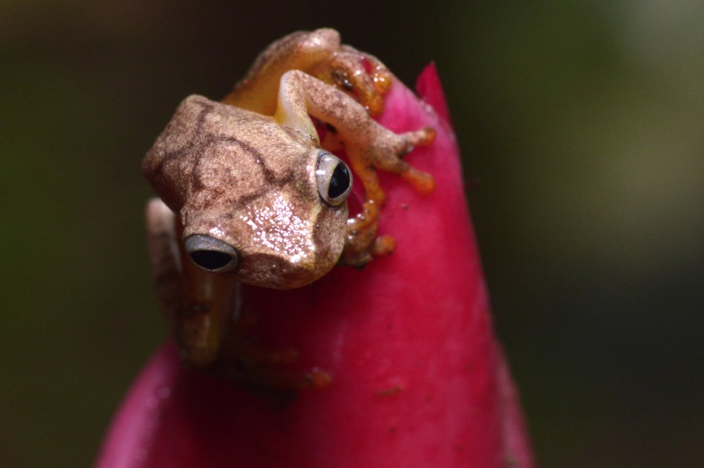 Foto de Sarapiqui (Heredia), Costa Rica