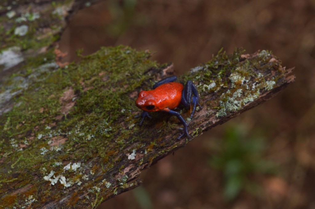 Foto de Sarapiqui (Heredia), Costa Rica