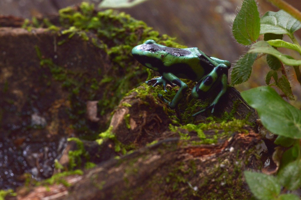 Foto de Sarapiqui (Heredia), Costa Rica