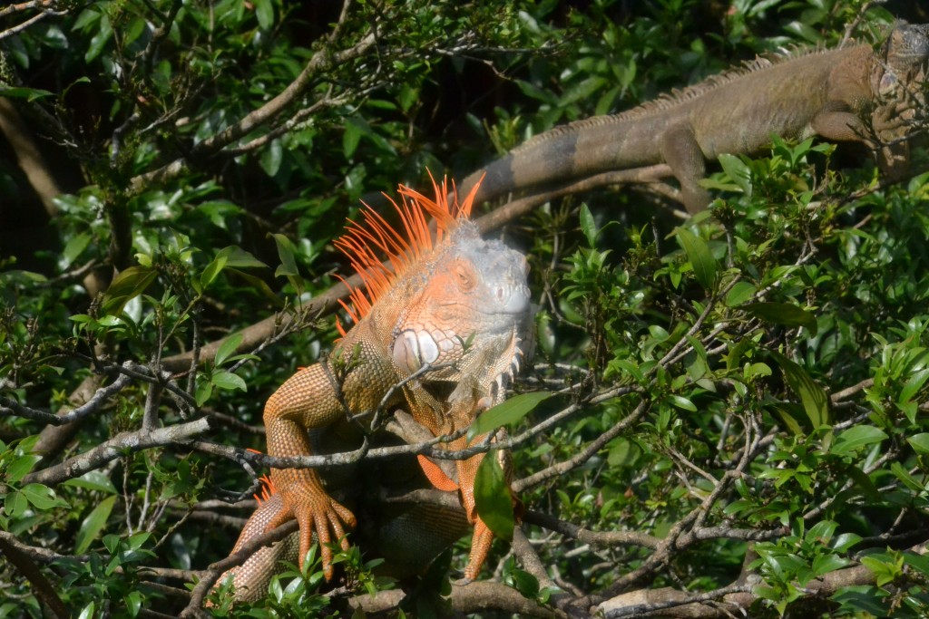 Foto de Sarapiqui (Alajuela), Costa Rica