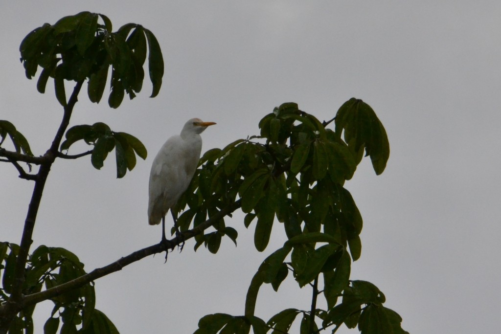 Foto de Sarapiqui (Alajuela), Costa Rica