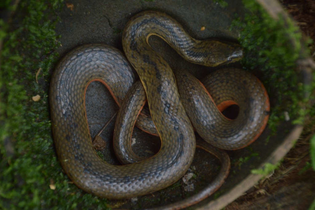 Foto de Sarapiqui (Alajuela), Costa Rica
