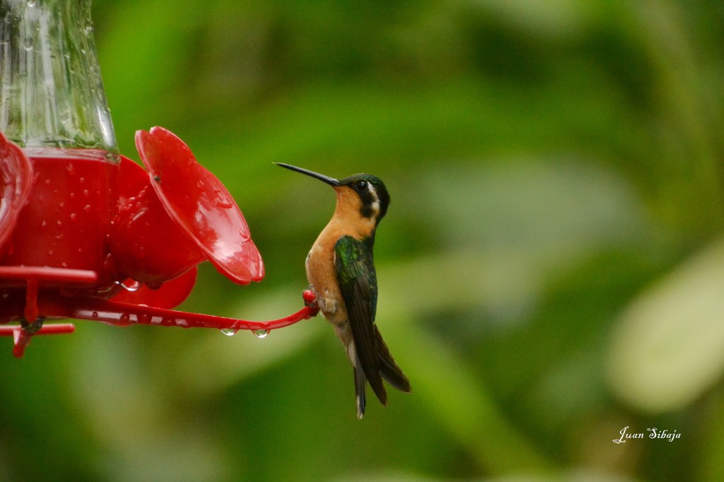 Foto de Sarapiqui (Alajuela), Costa Rica