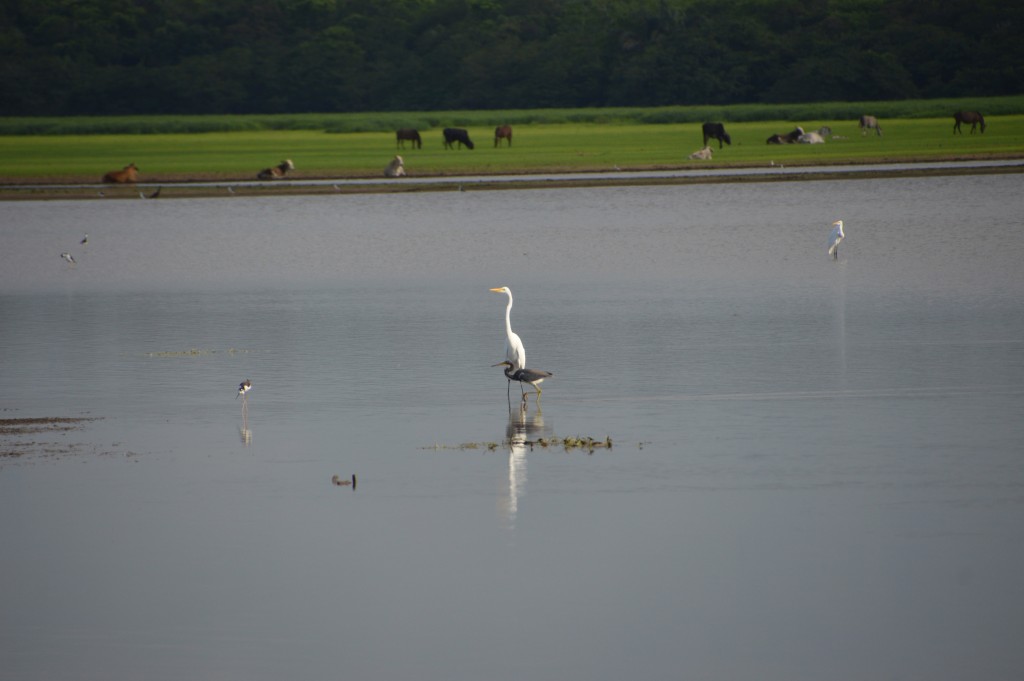 Foto de Caño Negro (Alajuela), Costa Rica