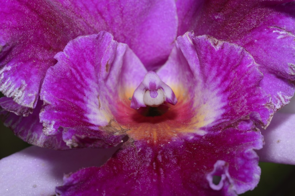 Foto de Alajuela, Costa Rica