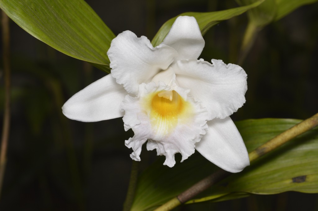 Foto de Alajuela, Costa Rica