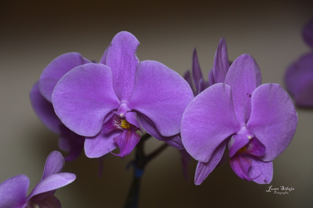 Foto de Alajuela, Costa Rica