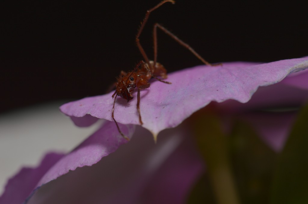 Foto de Alajuela, Costa Rica