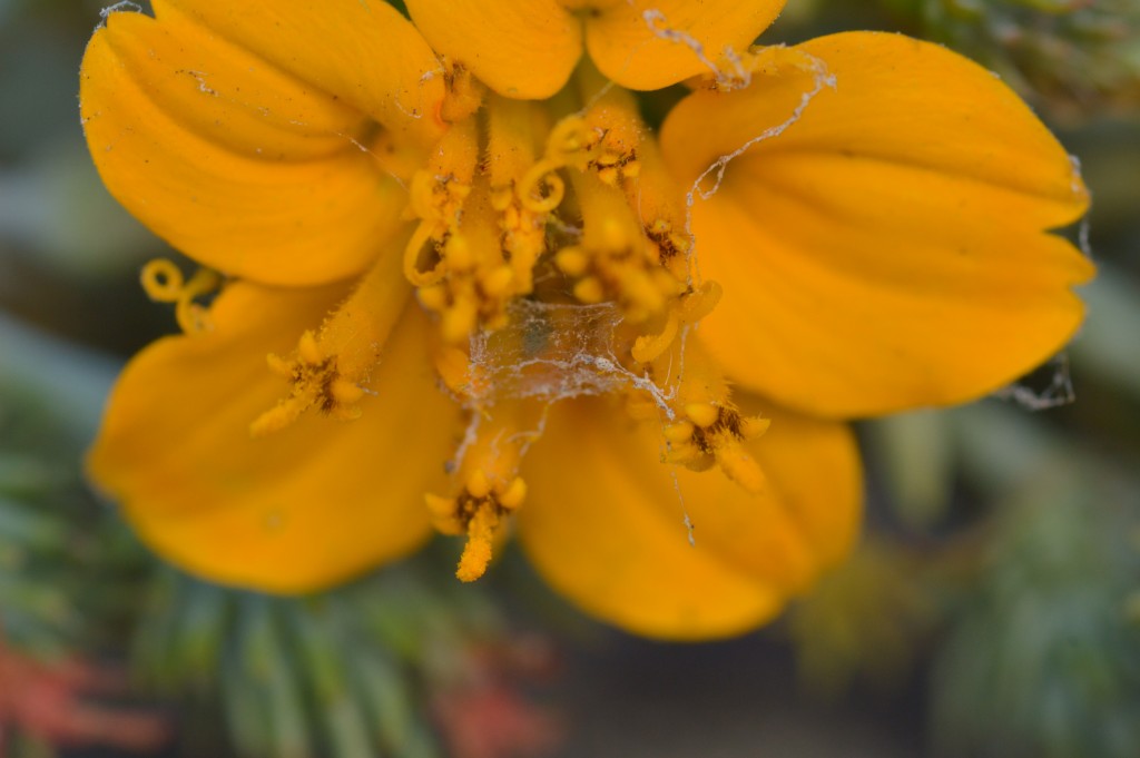 Foto de Alajuela, Costa Rica