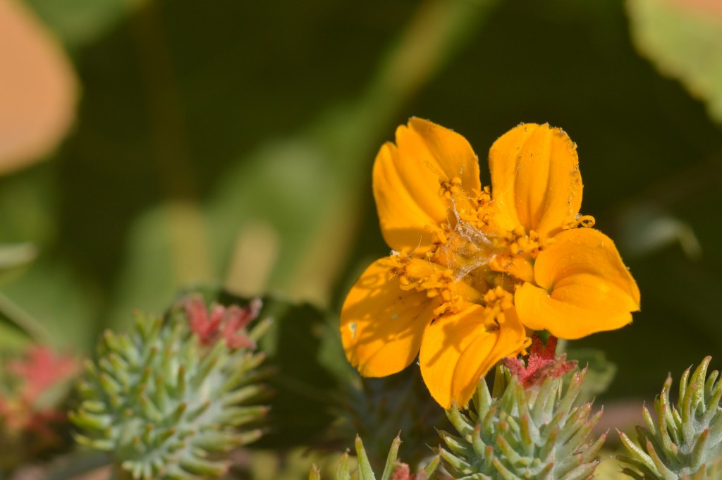 Foto de Alajuela, Costa Rica