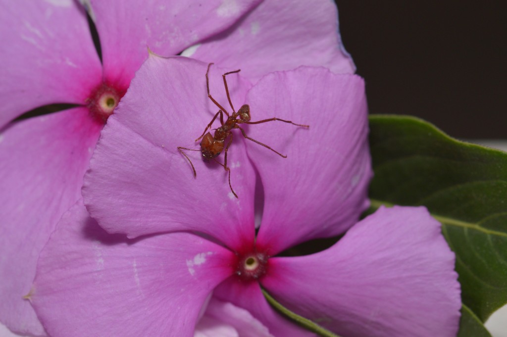 Foto de Alajuela, Costa Rica
