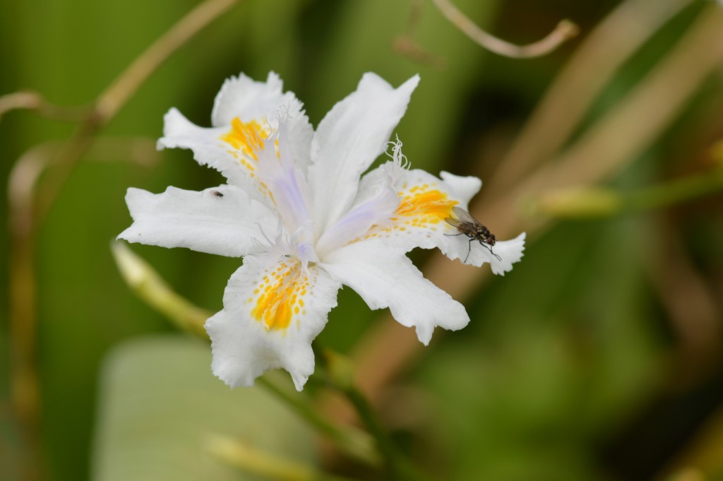 Foto de Alajuela, Costa Rica