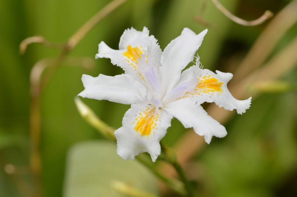 Foto de Alajuela, Costa Rica