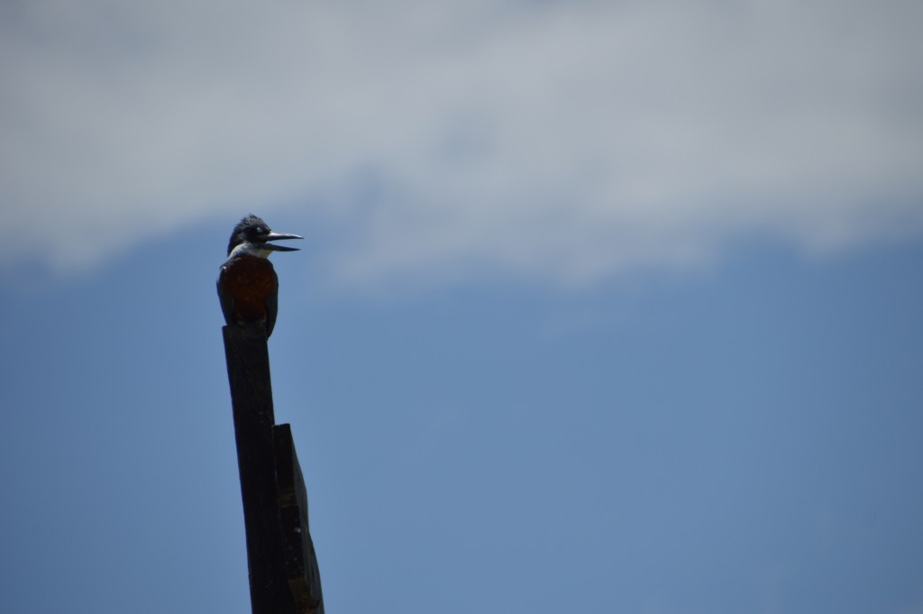 Foto de Alajuela, Costa Rica