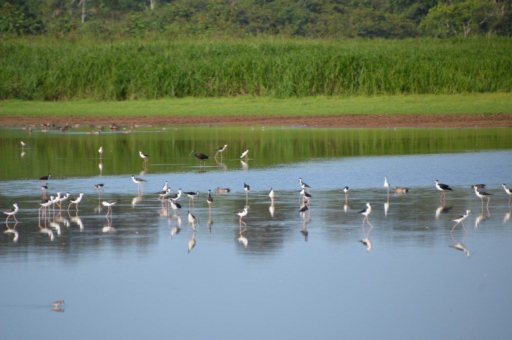 Foto de Caño Negro (Alajuela), Costa Rica
