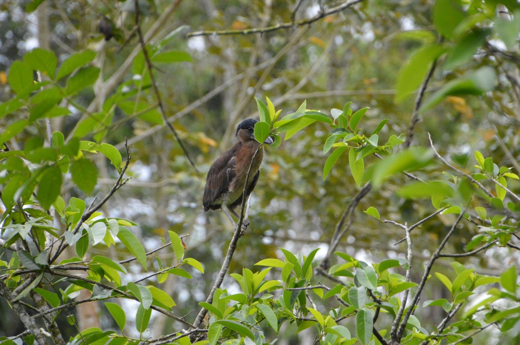 Foto de Caño Negro (Alajuela), Costa Rica