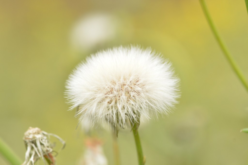 Foto de Caño Negro (Alajuela), Costa Rica