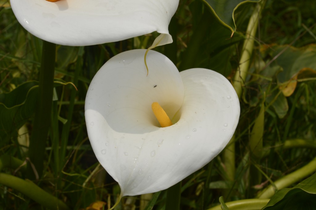 Foto de Caño Negro (Puntarenas), Costa Rica