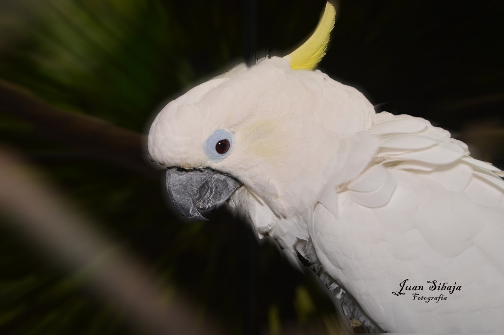 Foto de Caño Negro (Alajuela), Costa Rica