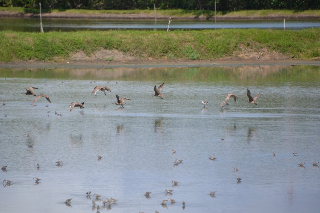 Foto de Caño Negro (Alajuela), Costa Rica