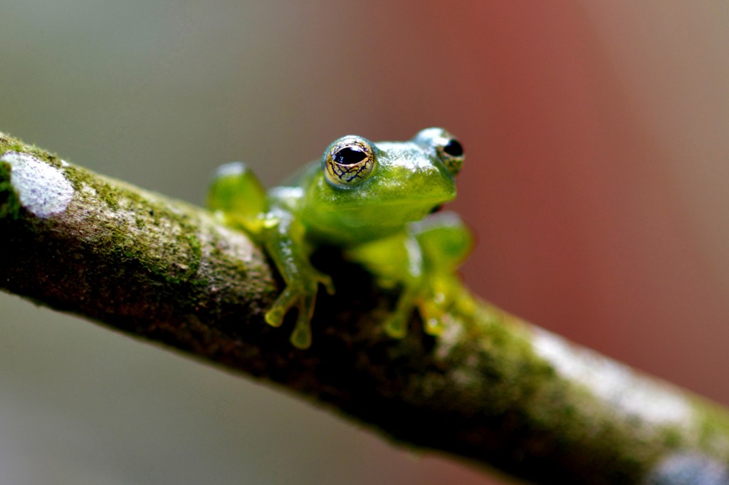 Foto de Sarapiqui (Heredia), Costa Rica