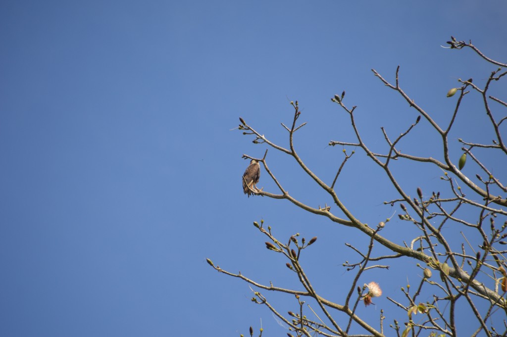 Foto de Tivives (Alajuela), Costa Rica