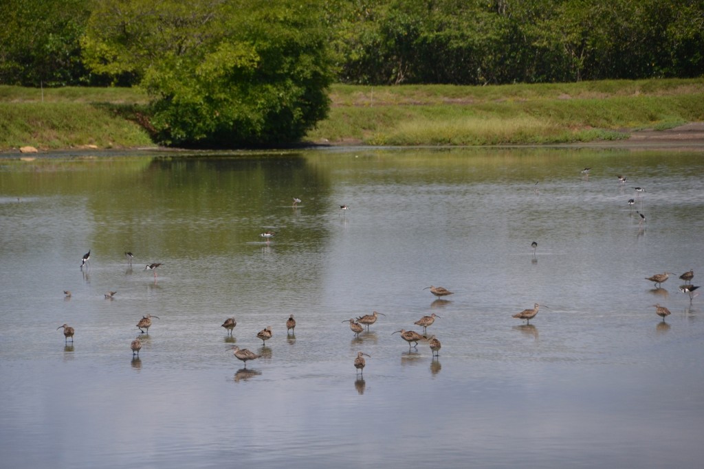 Foto de Tivives (Alajuela), Costa Rica