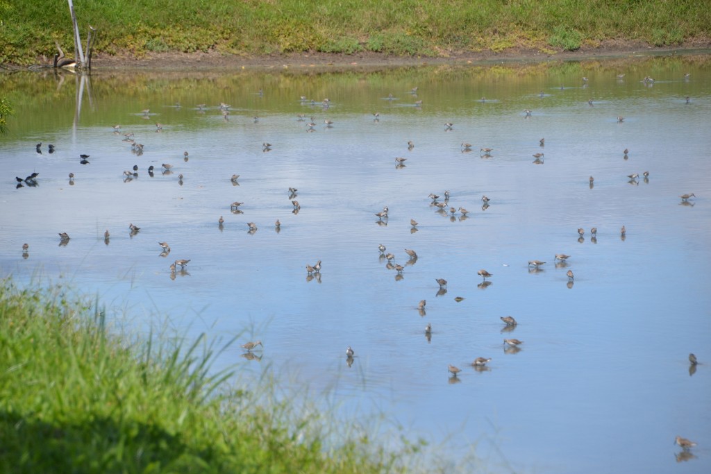 Foto de Tivives (Alajuela), Costa Rica