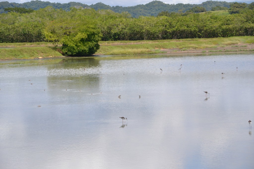 Foto de Tivives (Alajuela), Costa Rica