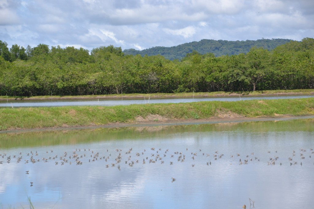 Foto de Tivives (Alajuela), Costa Rica