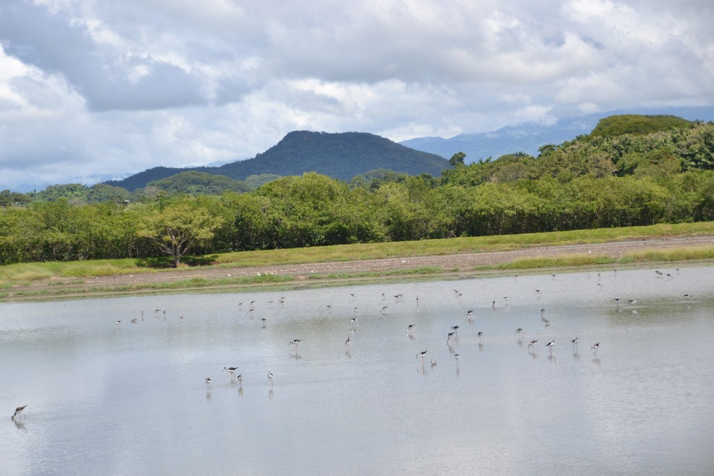 Foto de Tivives (Alajuela), Costa Rica