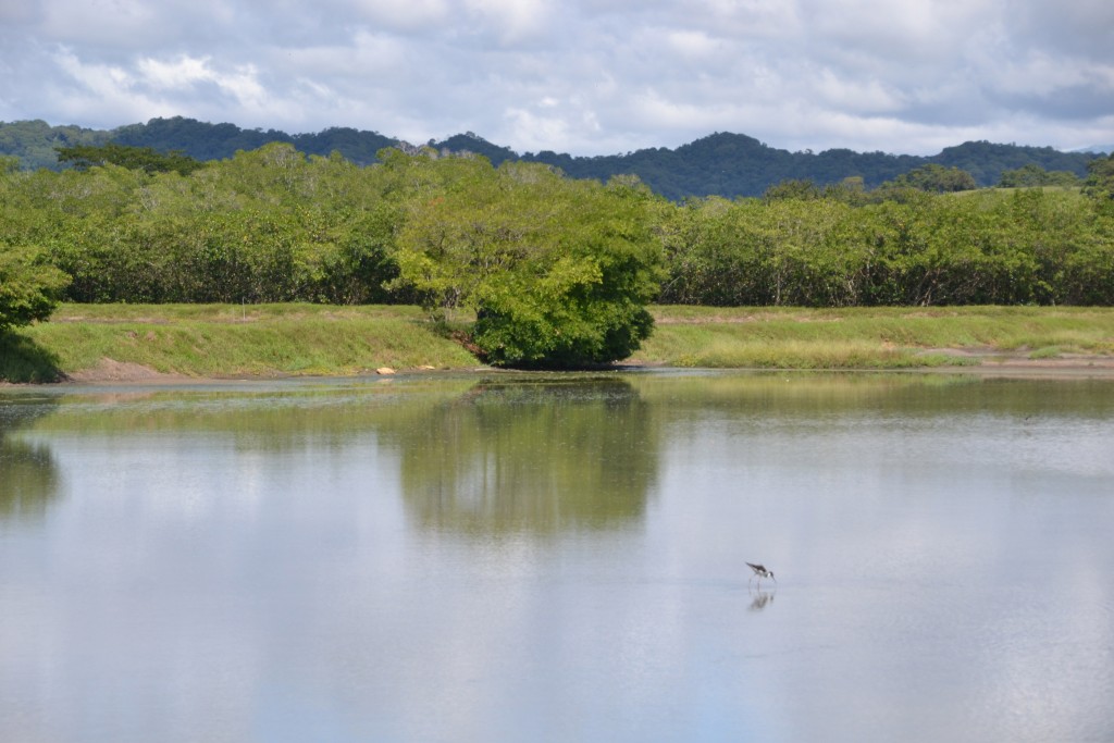Foto de Tivives (Alajuela), Costa Rica