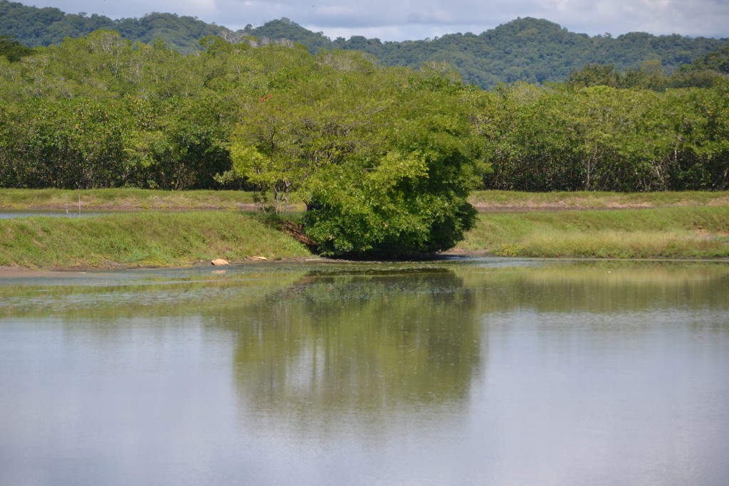 Foto de Tivives (Alajuela), Costa Rica