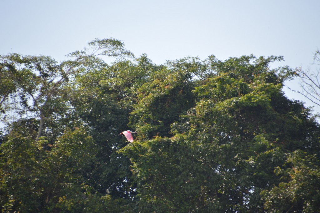 Foto de Tivives (Puntarenas), Costa Rica