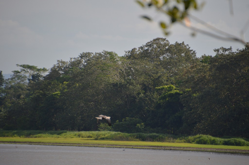 Foto de Tivives (Puntarenas), Costa Rica