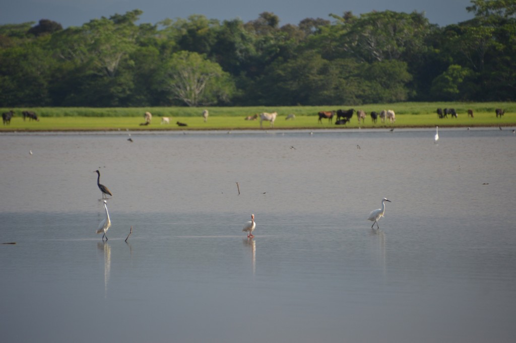 Foto de Tivives (Puntarenas), Costa Rica
