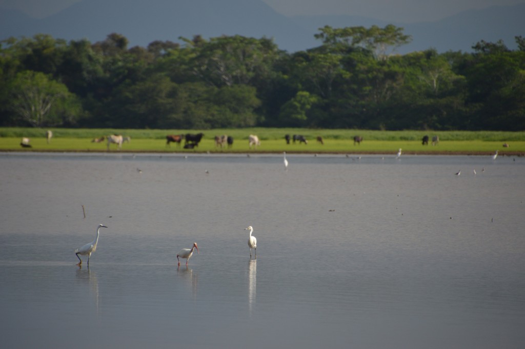Foto de Tivives (Puntarenas), Costa Rica