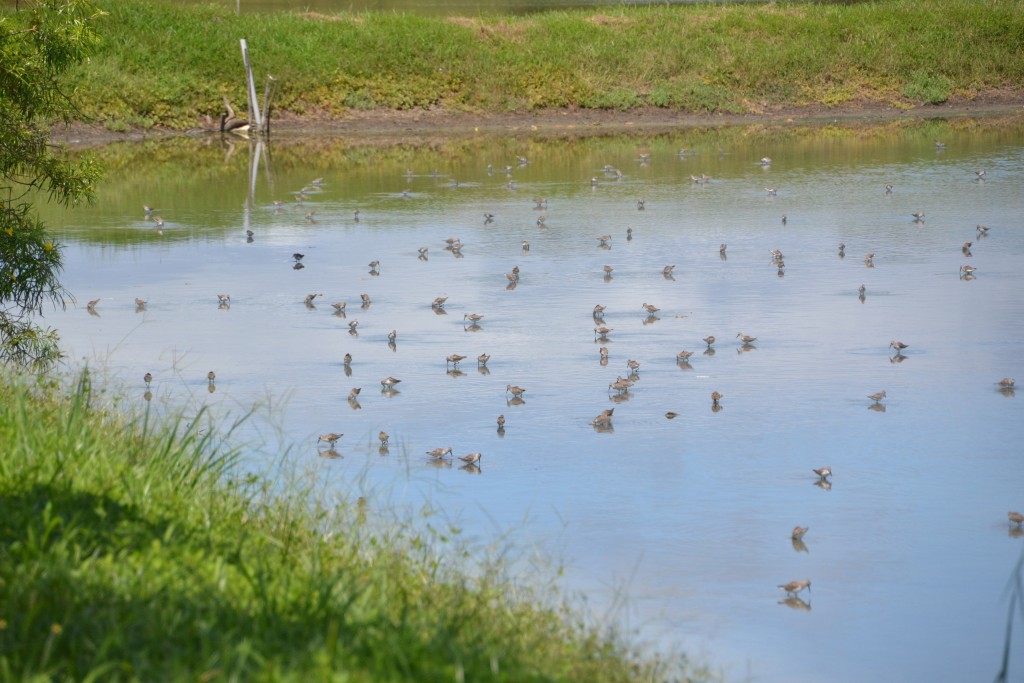 Foto de Tivives (Puntarenas), Costa Rica