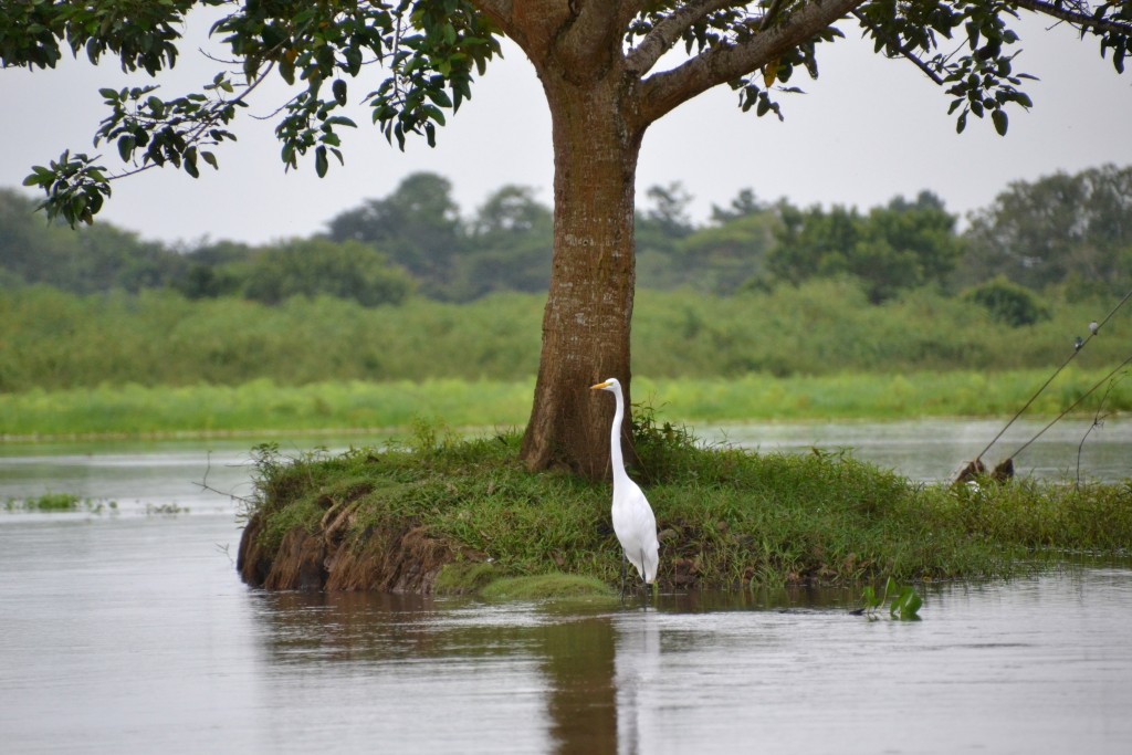 Foto de Caño Negro, Anguilla