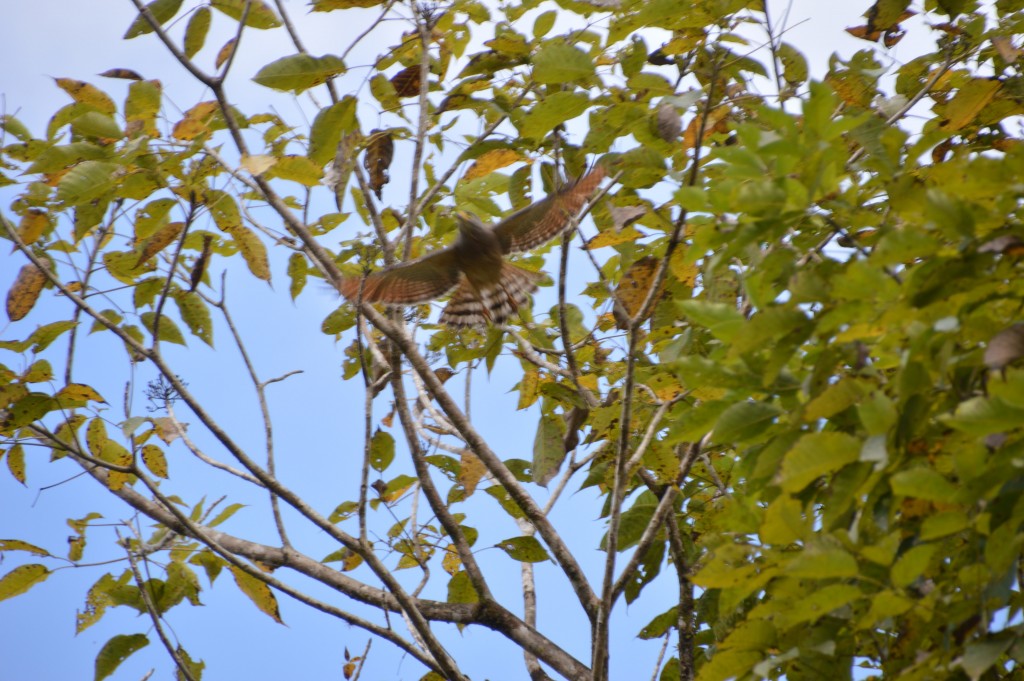 Foto de Puntarenas, Costa Rica