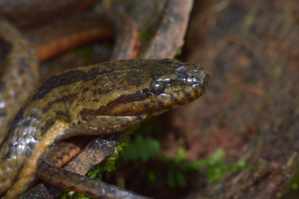 Foto de Alajuela, Costa Rica