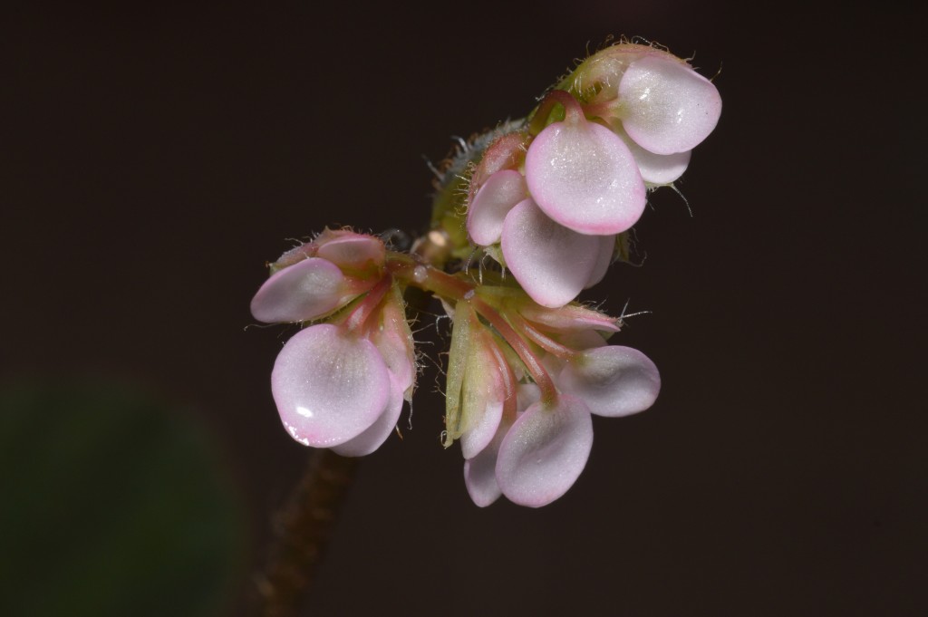 Foto de Atenas (Alajuela), Costa Rica