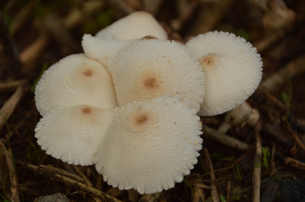 Foto de Puntarenas, Costa Rica