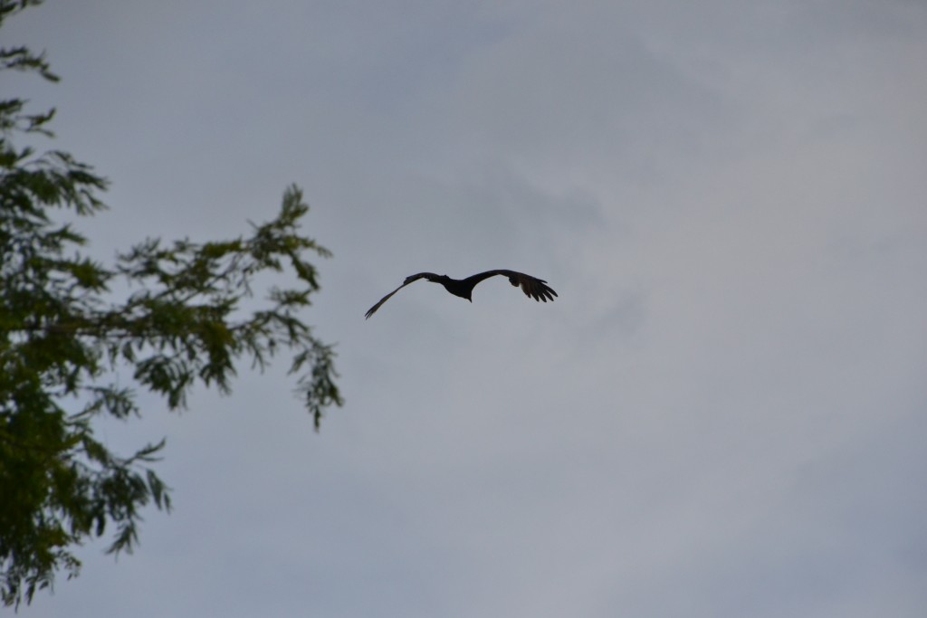Foto de Puntarenas, Costa Rica