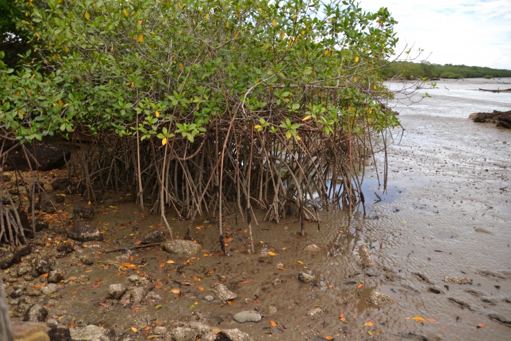 Foto de Puntarenas, Costa Rica