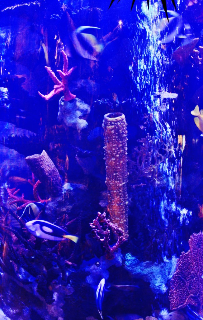 Foto: Disneyland París - París (Île-de-France), Francia